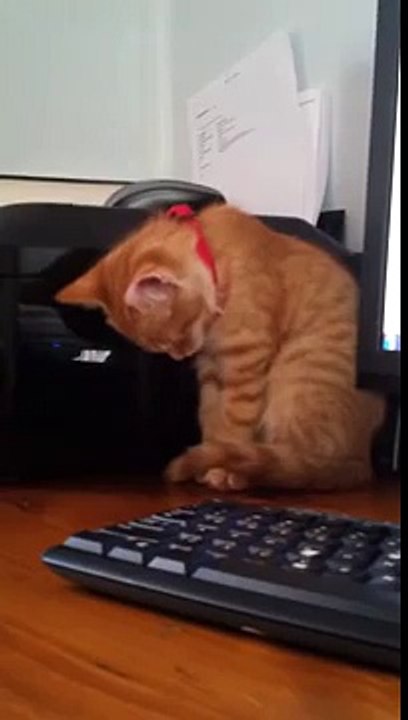 -شاهد رد فعل قطة تسمع القرآن - سبحان الله--