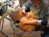 ITALIA: ADESSO TATUAGGI ANCHE AI CANI... IL VIDEO SHOCK RIPRENDE TUTTO!