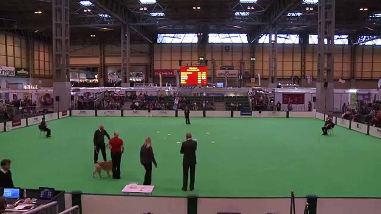 Inter-Regional Obedience - Class C - Scents | Crufts 2016 (World Music 720p)