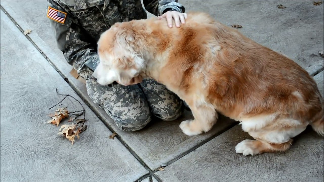 Ce chien retrouve sa maîtresse soldat après quelques mois d'absence, sa joie est trop mignonne !