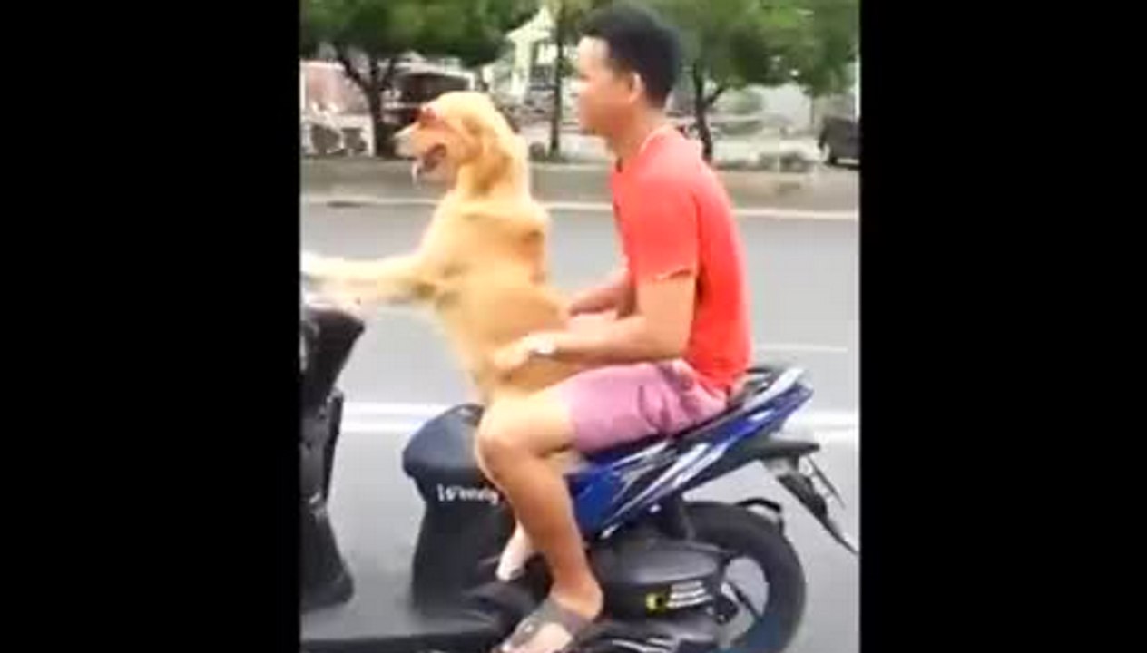 Incroyable, un chien conduit le scooter de son maître en Indonésie