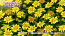 Zutto Mae Kara Suki Deshita ~Kokuhaku Jikkou Iinkai~ Film PV