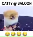 Catty Saloon FunnyClips 2016