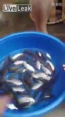 Des villageois chinois mangent des poissons encore vivants