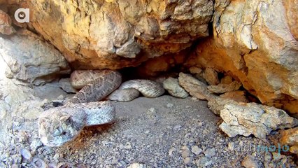 Top 10 Most Dangerous Snakes Around The World