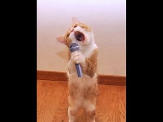 Chloe (≈චᆽච≈) Funny Cat Dance 2018 Funny Cats Videos ! Animal Funny
