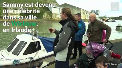 Ce phoque est mignon, mais plus pénible qu'un pigeon quand il a faim