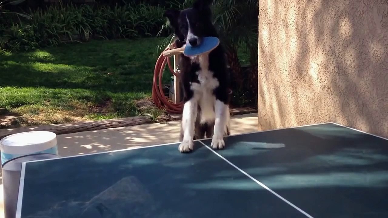 Dog Plays Ping Pong