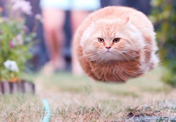 (๑චᆽච๑)  Tiger Cat Eating Funny video 2018 ! Funny Animals