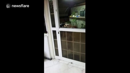 Clever dog opens door by itself