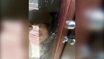 Dog Locks and Unlocks Door for Owner - Funny Animals Channel
