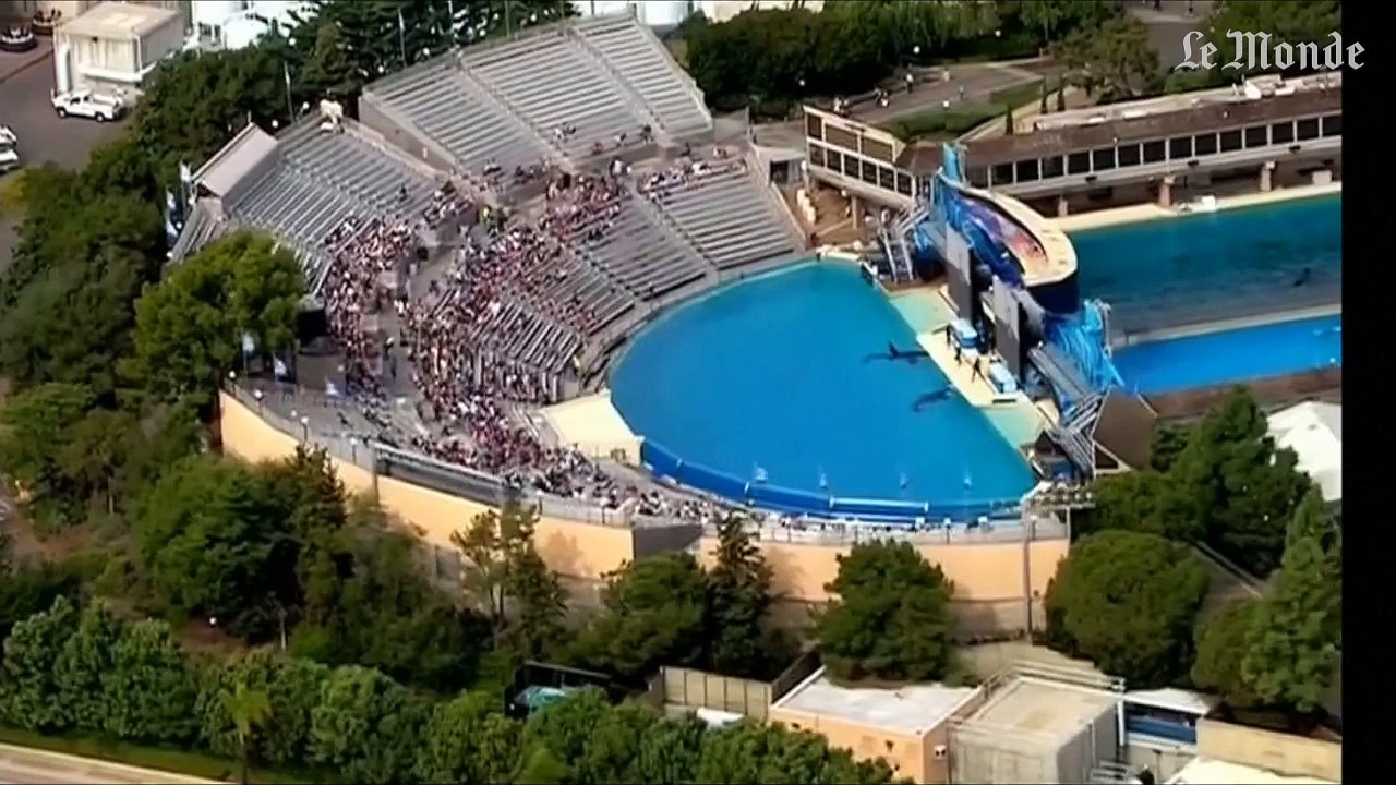 Seaworld renonce à élever des orques en captivité