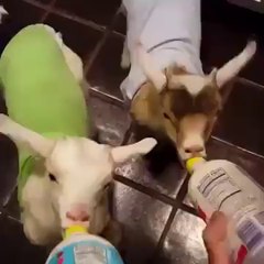 Yavru keçilerin süt keyfi