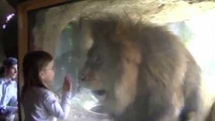 Little girl with lion at the zoo - but did not expect this