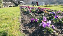 L'effet de l'hiver doux sur les fleurs du Jardin des Plantes