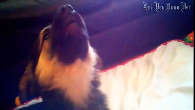 Những chú chó đáng yêu nhất hành tinh P1 - Thú cưng đáng yêu