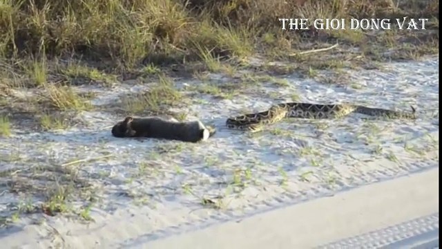 Rắn đuôi chuông vs chú thỏ con và cái chết bất ngờ - Thế giới động vật