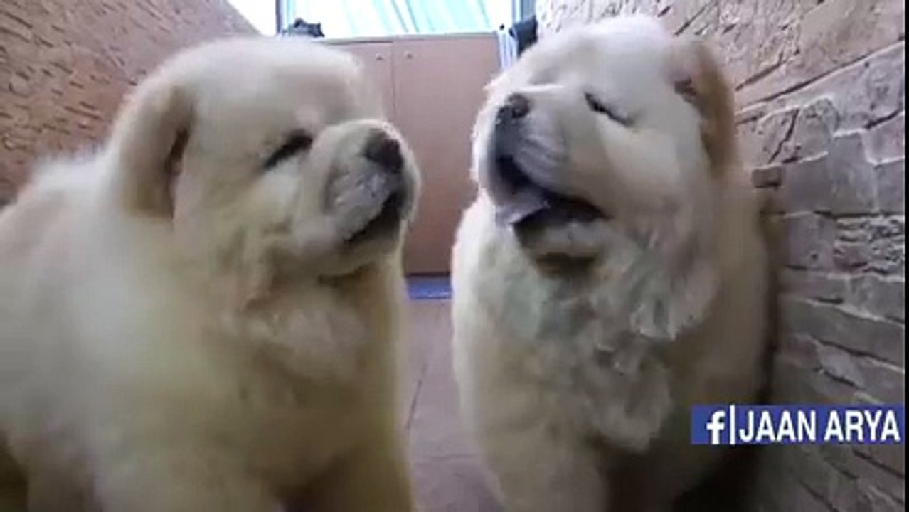 cute dogs