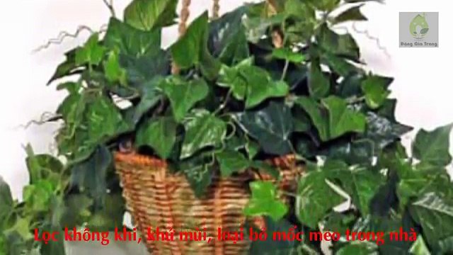 15 loại cây trồng giúp thanh lọc không khí mà bạn nên trồng