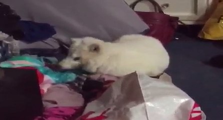 Un renard polaire qui rigole