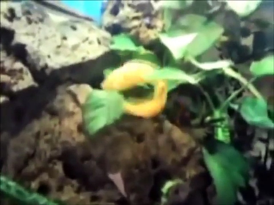 Top 10 Funny Animals