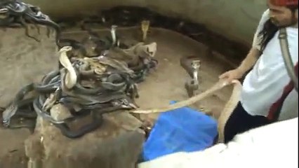 One Man Playing a  Thousands of Snake Watch Must FullHD