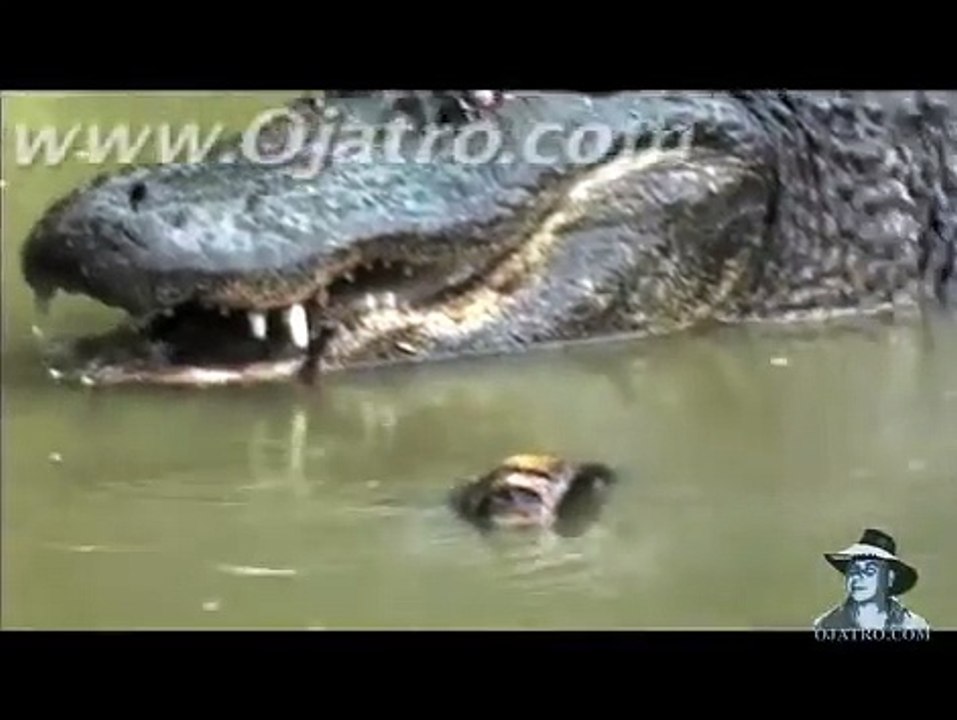 Python vs Alligator 01 -- Real Fight -- Python attacks Alligator