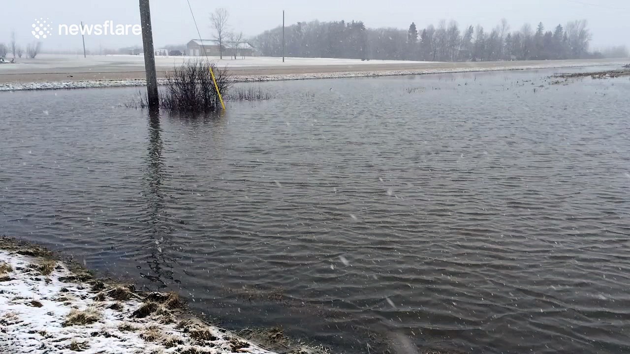 Geese enjoying flooded fields in Canada