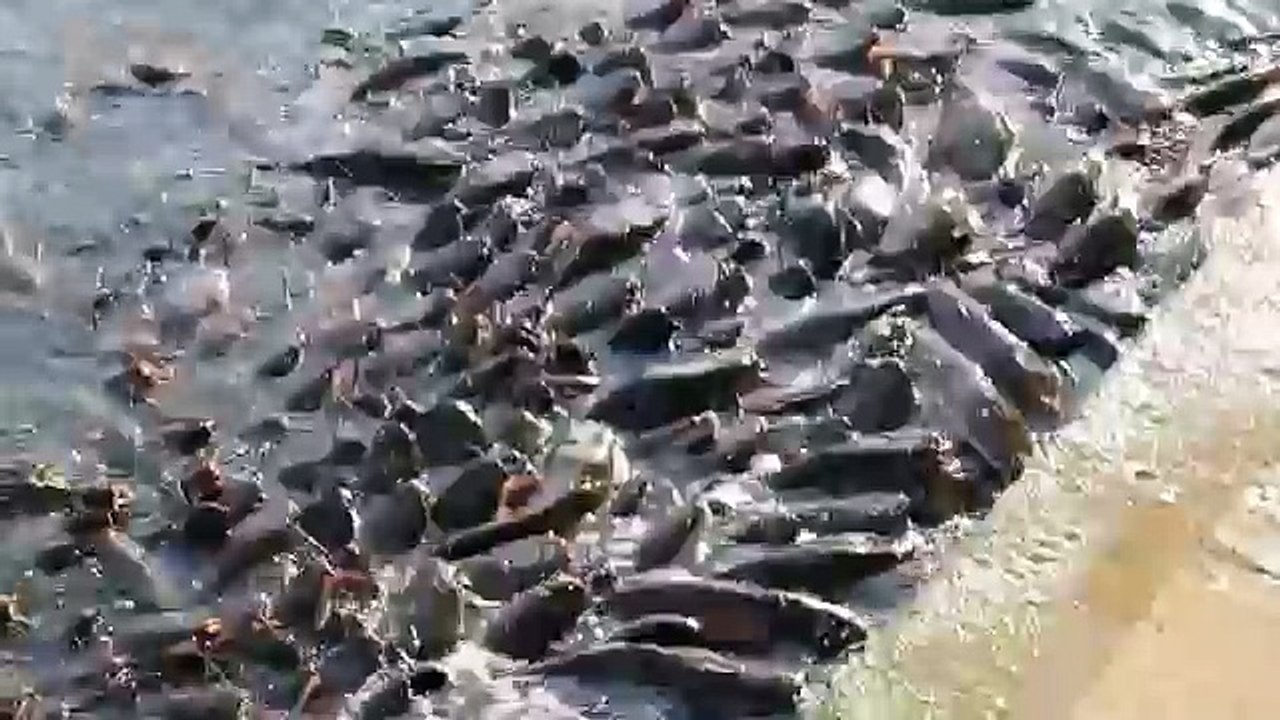 В очередь су....  дети. Сом,  Раджастан, Индия. Рыбалка приколы.