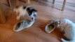 Chats jouent avec des chaussures