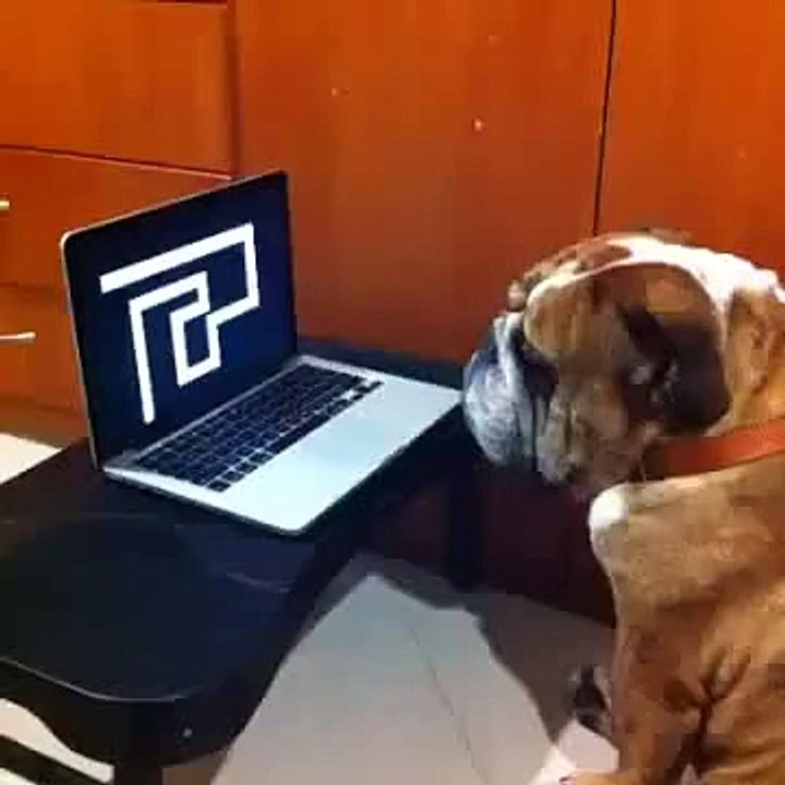 Bilgisayardaki Çığlık Şakasına Tepki Vermeyen Köpek