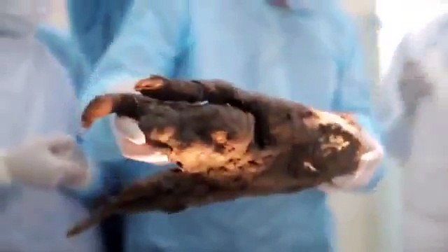Puppy frozen in time for 12,400 years is thawed by scientists in remarkable footage
