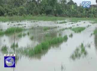 Decenas de cultivo de arroz y cacao anegados en Babahoyo