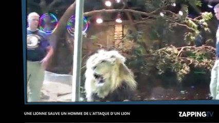 Dans un zoo, une lionne sauve un soigneur de l’attaque d’un lion, la vidéo choc !