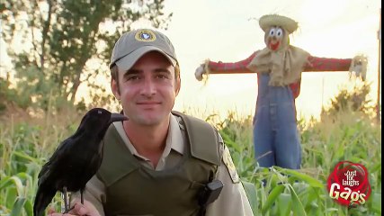 Scarecrow Shoots Crow