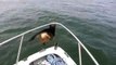 Overboard Maverick- Dog jumps on Dolphins (Really Funny-Must See)