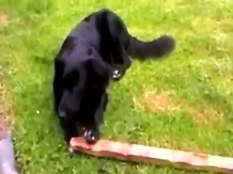 My Dog Chews Everything! How To Stop Dog Chewing?