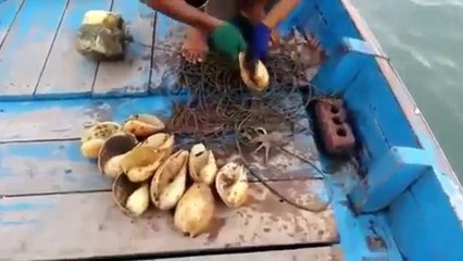 Ahtapot avı süper yöntem