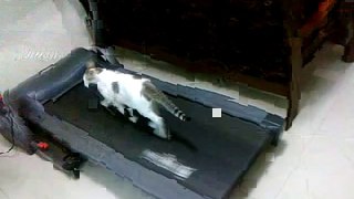 Catwalk on treadmill.......