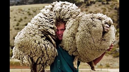 Kırpılmamak İçin Kaçıp 6 Yıl Dağda Kalan İsyankar Koyun Yok