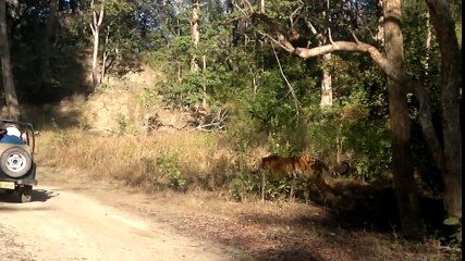 close encounter with tiger in jim corbett