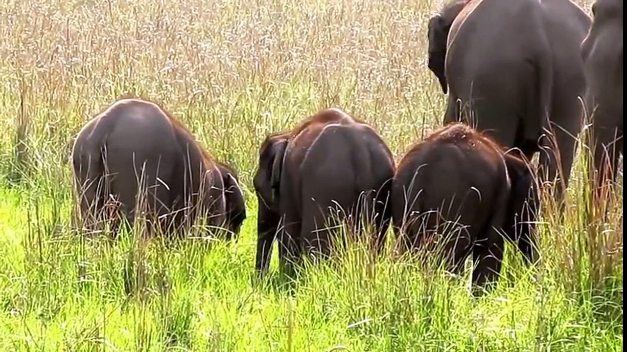 Corbett National Park (April 2015)
