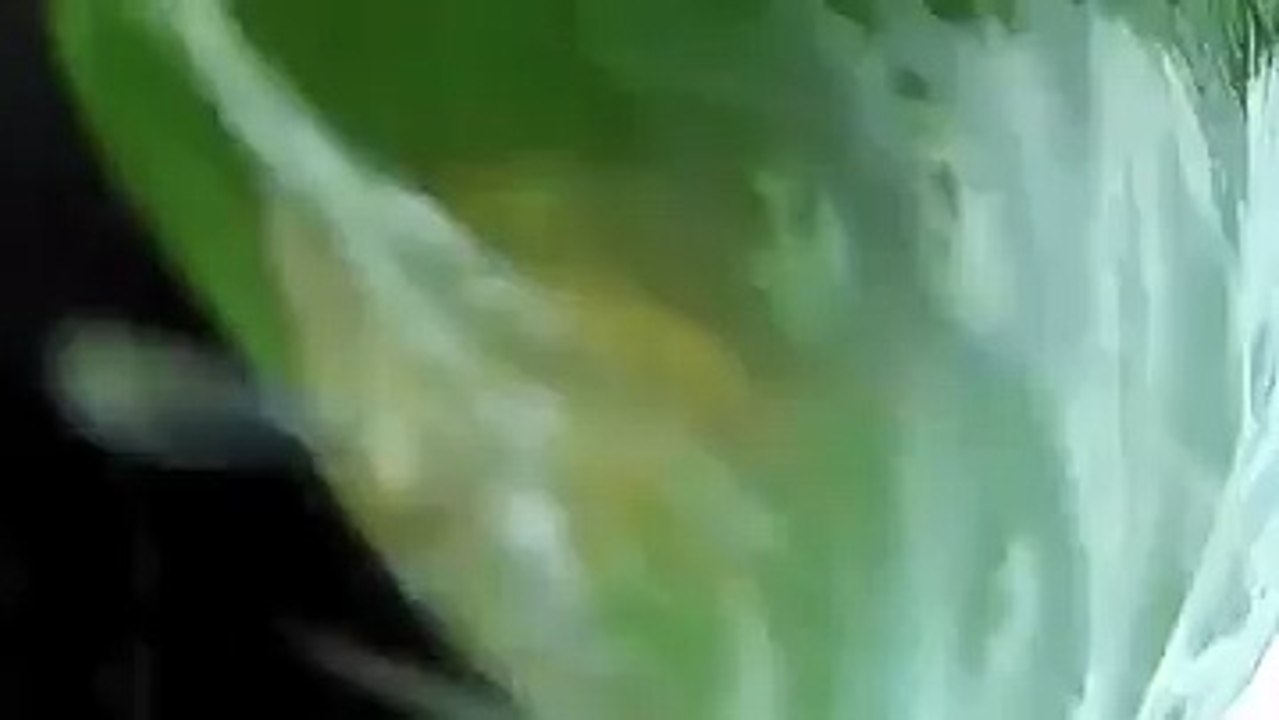 Köpek Balığı, Dev Orfoza Böyle Yem Oldu! Yok Böyle Bir Şey