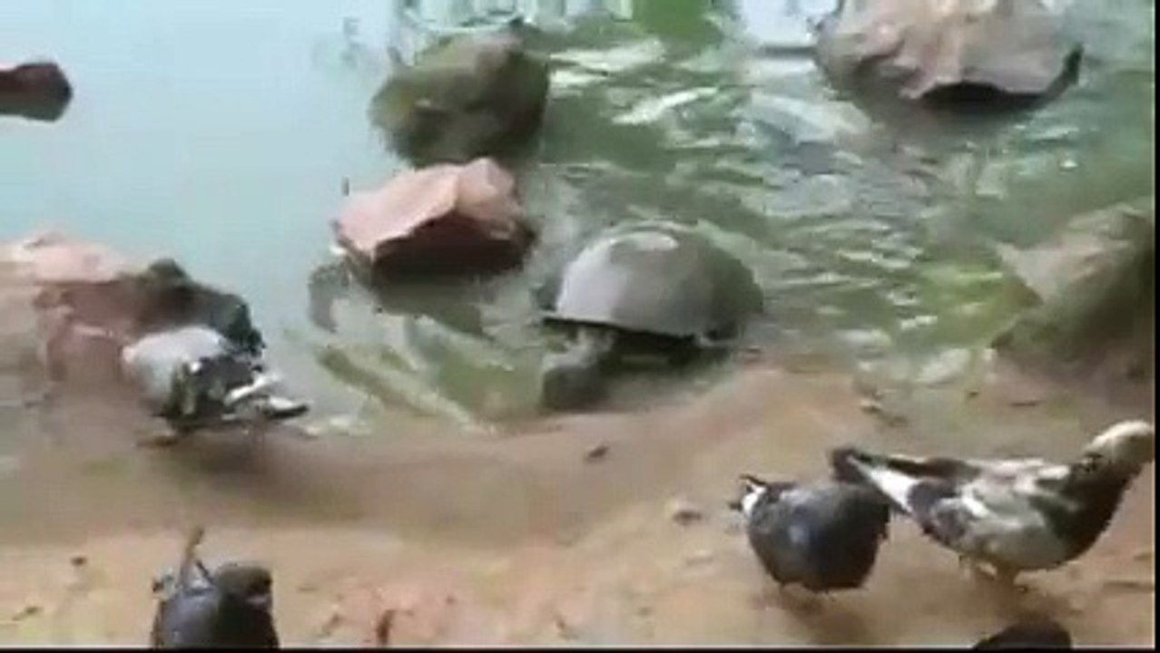 Kaplumbağanın yaptığını görünce gözlerinize inanamayacaksını