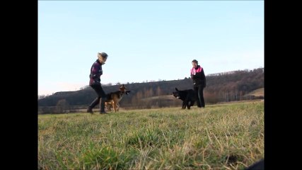 ♥ Dogfrisbee tricks by German Shepherds Britney & Magie ! ♥