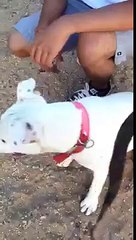 Pitbull fights