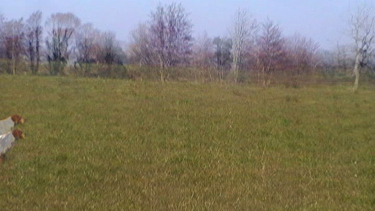 Jox  arrêt  sur bécassine