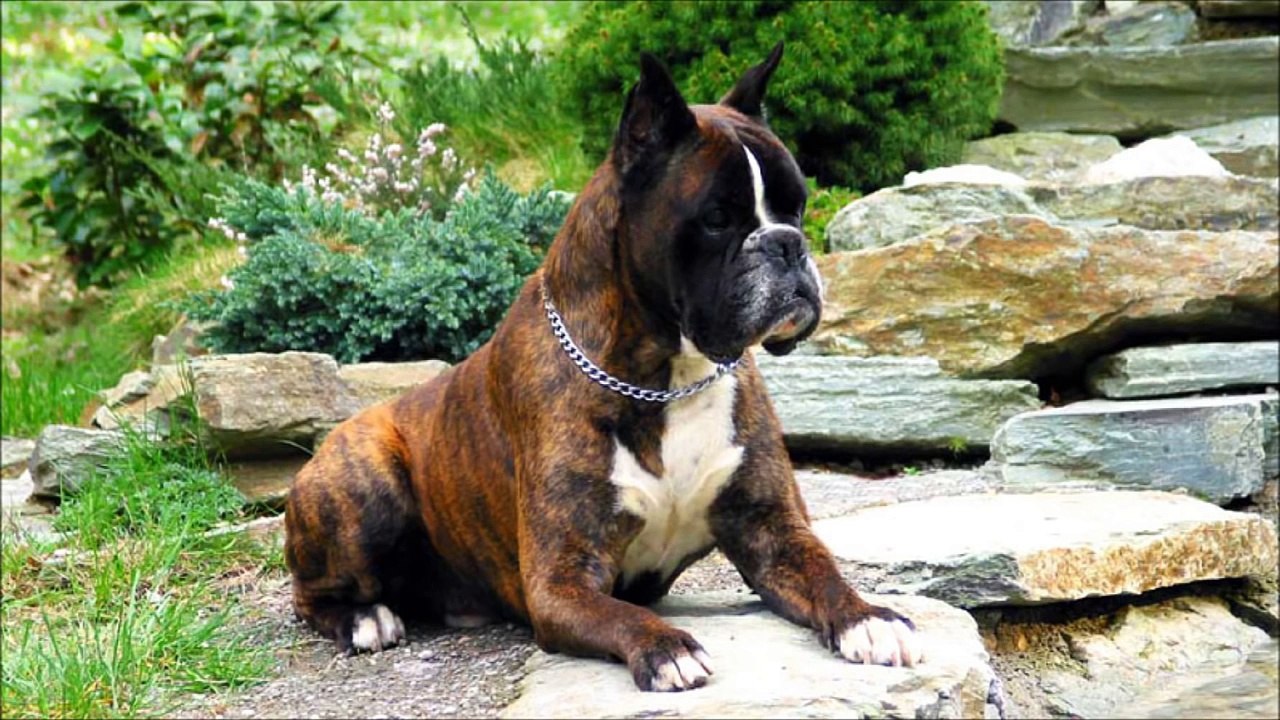 Dünyanın En Tehlikeli 10 Köpeği