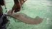 Séance photo d'Irina Shayk en bikini au milieu des raies et requins