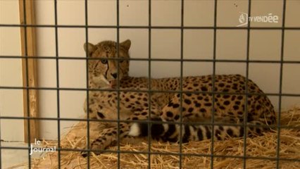 Animaux : Natur’Zoo accueille deux guépardes (Mervent)
